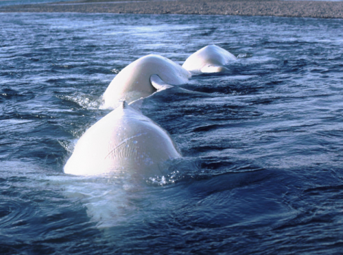Scientists test hearing in Bristol Bay beluga whale population