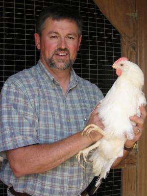 Scientists use laying hens to study fibroid tumors