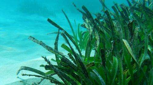 Seagrass hitches a ride on ocean currents, marine life