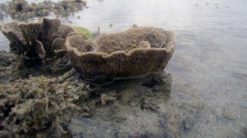 Sea sponge study sheds light on coral reefs