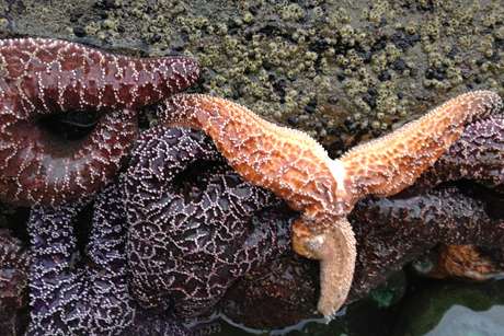Sea star wasting devastates Pacific Coast species