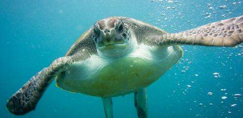 Sea turtles will feel the heat from climate change