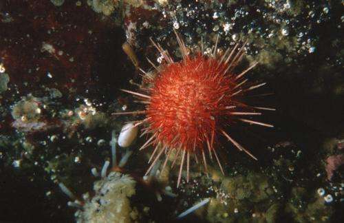 Sea urchins from Antarctica show adaptation to ocean acidification