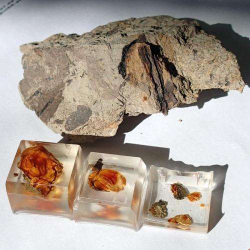 Secrets of dinosaur ecology found in fragile amber