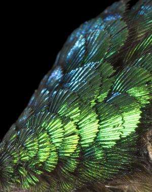 Seeing dinosaur feathers in a new light