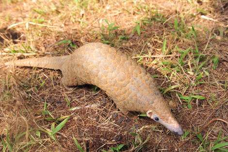 Fate of the pangolin, the world's most-poached mammal: a Q&A