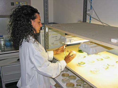 Sending algae into space to probe plants in extreme environments