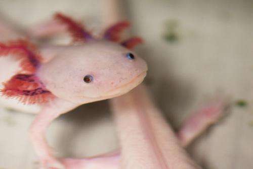Sequencing the genome of salamanders