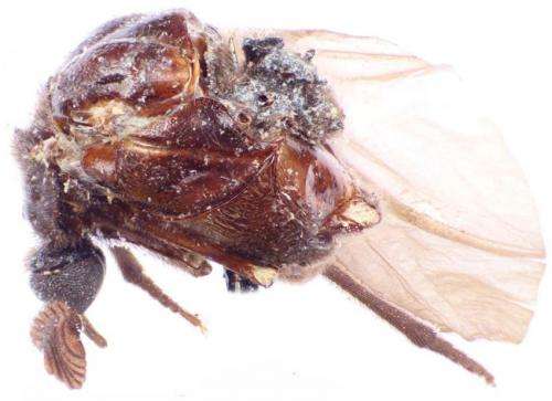 Serendipity at the Smithsonian: The 107-year journey of the beetle Rhipidocyrtus muiri