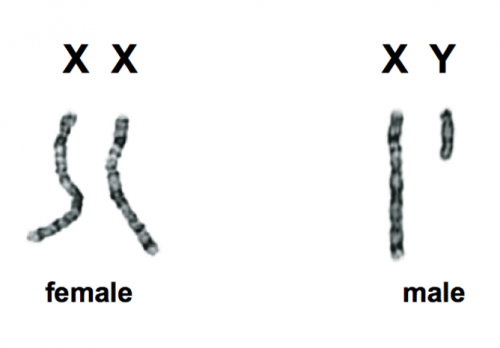 Sex, genes, the Y chromosome and the future of men