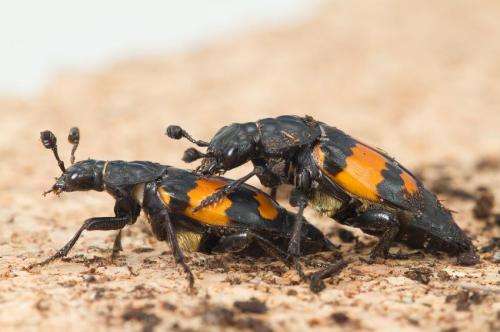 Sexual conflict affects females more than males, says new research on beetles