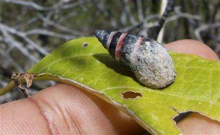Seychelles snail, thought extinct, found alive