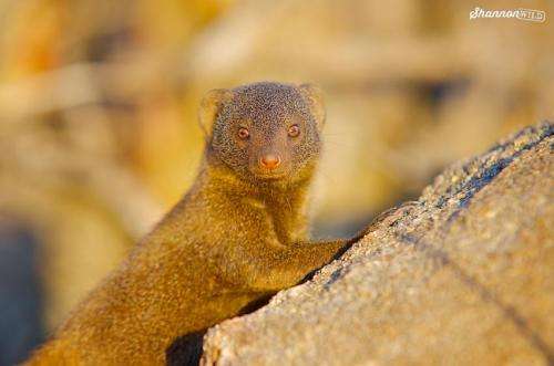 Mongoose sentinels respond flexibly to threats