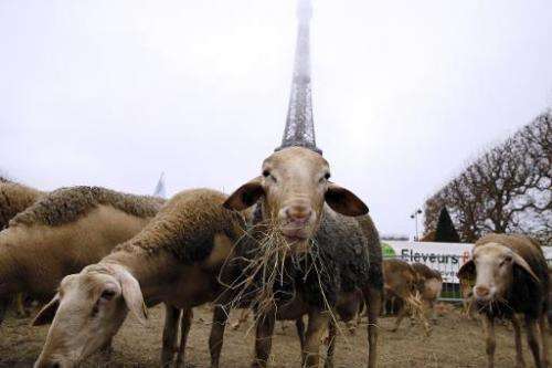 Sheep graze at the Champ de Mars near the Eiffel Tower in Paris during a protest by farmers demanding a  plan to fight against w