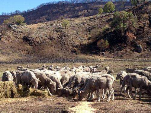 Sheep graze in the bushfire-scarred mountainous terrain near the town of Coonabarabran in south-eastern Australia
