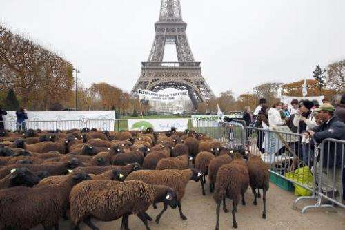 Sheep stand at the Champ de Mars near the Eiffel Tower in Paris during a protest by farmers demanding an effective plan by the e