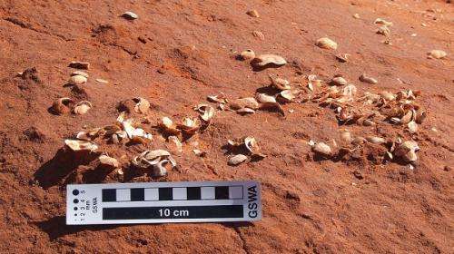 Shell clusters reveal Pilbara’s cyclone past