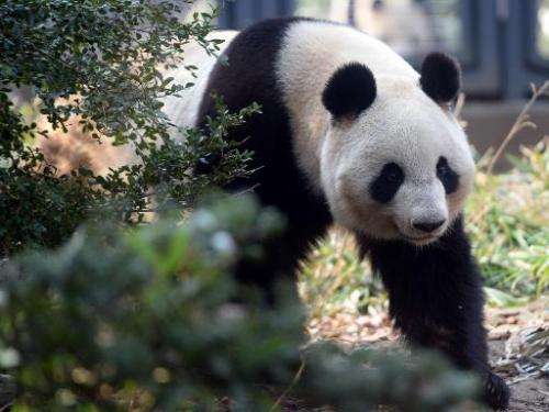 Shin Shin, a female giant panda, walks in her enclosure at Ueno zoo in Tokyo on March 4, 2014