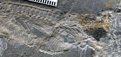 Short-necked Triassic marine reptile discovered in China