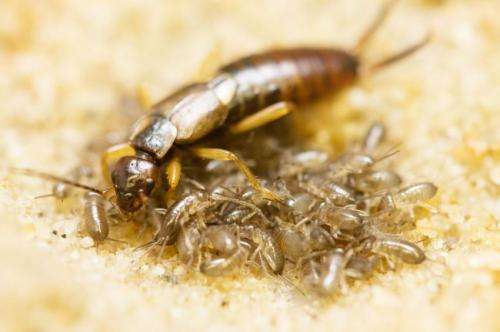Sibling cooperation in earwig families gives clues to early evolution of social behavior