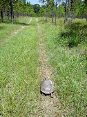 Sick gopher tortoises are unusually mobile, could be leading to disease spread, study finds