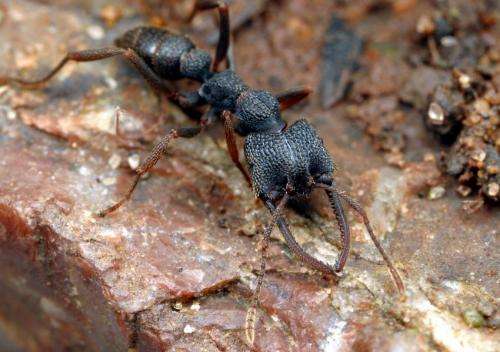 Six new Dracula ants from Madagascar: Minor workers become queens in Mystrium