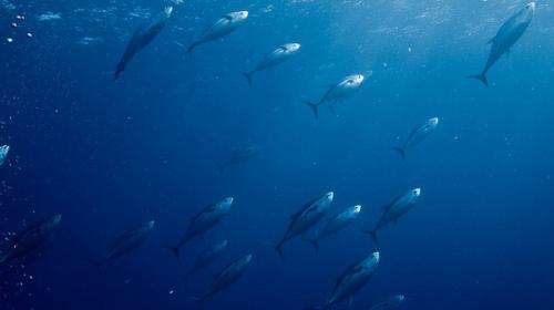 Skipjack tuna fare better under high-res model