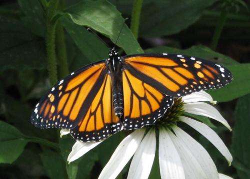 Skipping meals may affect butterfly wing size, coloration