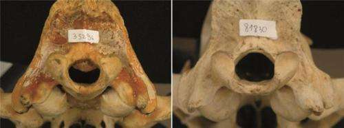 Skull malformations in lions is a consequence of a combination of environmental and genetic factors