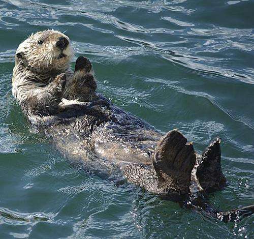 Slime-producing molecules help spread disease from cats to sea otters