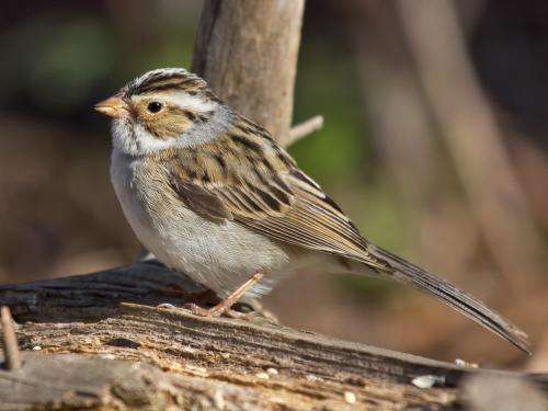 Small birds capitalize on weather patterns during epic migrations