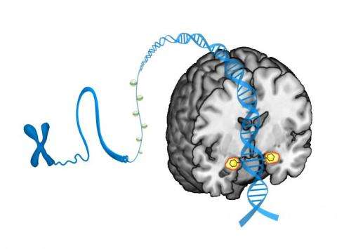 Small DNA modifications predict brain's threat response