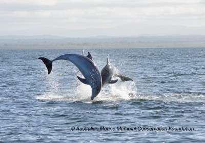 Small isolated populations pose a threat to new dolphin species