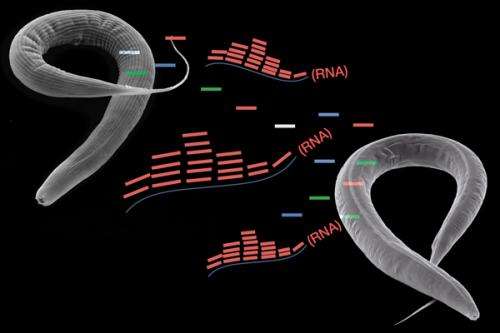 Small RNA transmission