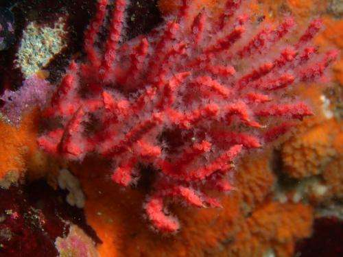 Smithsonian reports fiery-red coral species discovered in the Peruvian Pacific
