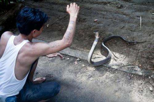 Snake charmer Sein Tin feels protected by his &quot;magical&quot; tattoos, he is shown here with a cobra at Yangon Zoo on Octobe