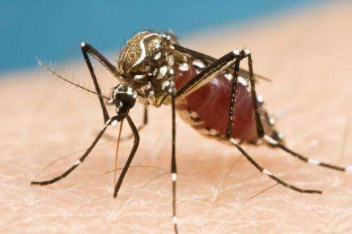 Sniffing out new repellents: why mozzies can't stand the DEET