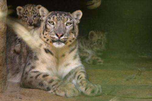 Snow leopards, like these seen at Basel Zoo in Switzerland, are often poached for their luxuriant spotted coats