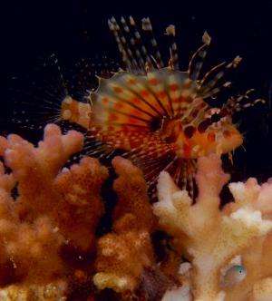 Lionfish found to use flared fin display to instigate cooperative hunting