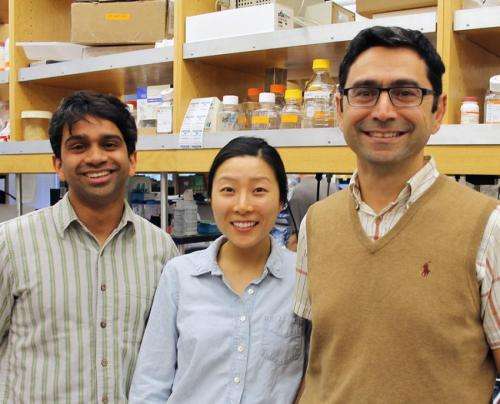 Solving a long-standing mystery, scientists identify principal protein sensor for touch
