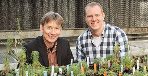 Some plants regenerate by duplicating their DNA