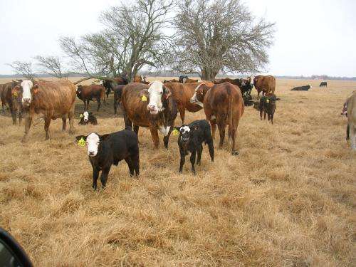 South Texas study results show Brahman, crossbred influence receive higher premiums