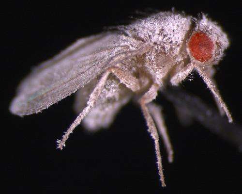 Space-raised flies show weakened immunity to fungus