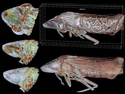 Spanish scientist obtains international award for 3-D video of a journey to the interior of a cicada