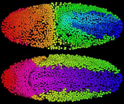 Speedy computation enables scientists to reconstruct an animal's development cell by cell