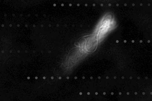 Sperm cells are extremely efficient at swimming against a current