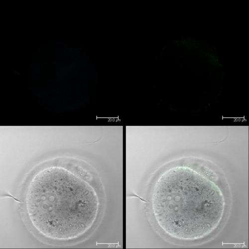 Sperm meets egg: Protein essential for fertilization discovered