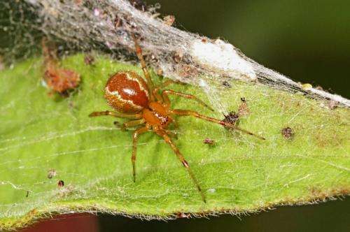 Spiders: Survival of the fittest group
