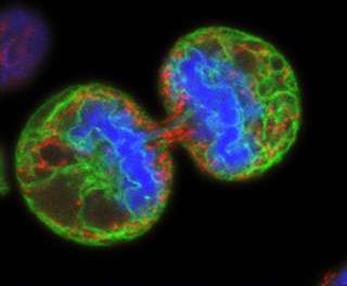 Split decision: Stem cell signal linked with cancer growth