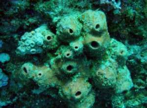 Sponges that sponge off bacteria